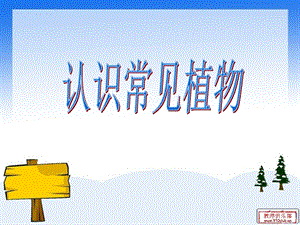 大象版一年級下冊科學2.1認識常見植物公開課課件（河南裴老師）.pptx
