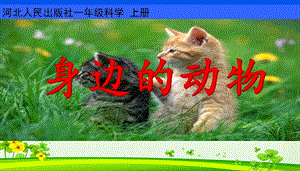 冀教版一年級上冊科學(xué)7《身邊的動物》公開課課件（河北劉老師縣級優(yōu)課）.ppt