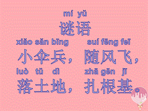冀教版一年級上冊科學(xué)6《觀察蒲公英》公開課課件（河北宋老師).ppt