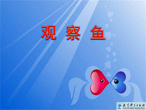 教科版一年級下冊科學2.5《觀察魚》公開課課件（寧夏李老師部級優課）.ppt
