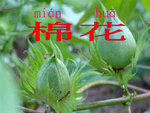部編版一年級下冊語文19《棉花姑娘》公開課課件（黑龍江范老師省級優課）.ppt