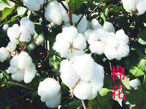 部編版一年級下冊語文19《棉花姑娘》公開課課件（河南羅老師省級優課）.ppt