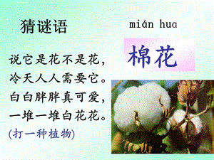 部編版一年級下冊語文19《棉花姑娘》公開課課件（北京王老師省級優課）.ppt