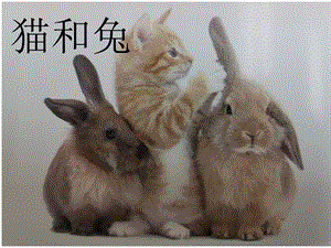 人教鄂教版一年級(jí)上冊(cè)科學(xué)5. 貓和兔-課件.pptx