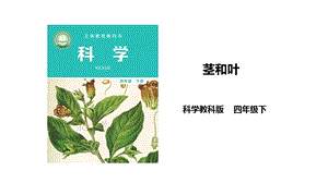 2021新教科版四年級下冊科學1.4《莖和葉》課件（34張PPT）.ppt