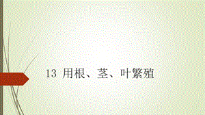 蘇教版四年級下冊科學13用根莖葉繁殖 課件.pptx