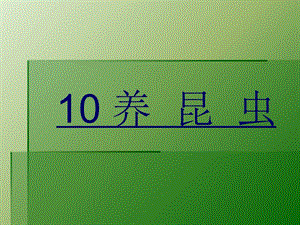 蘇教版四年級下冊科學10.養昆蟲課件.ppt