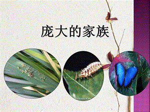 蘇教版四年級下冊科學(xué)9.龐大的家族課件.ppt