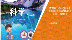 新版青島版（六三制）四年級下冊科學15.《養蠶》教學課件.pptx
