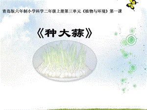 青島版二年級上冊科學9《種大蒜》上課課件.pptx