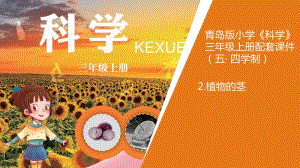 青島版三年級上冊科學2.《植物的莖》教學課件.pptx