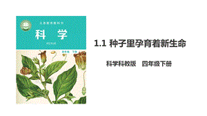 教科版四年級科學下冊1.1《種子里孕育著新生命》課件.pptx