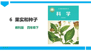 教科版四年級下冊科學1.6《果實和種子》課件（23張）.pptx
