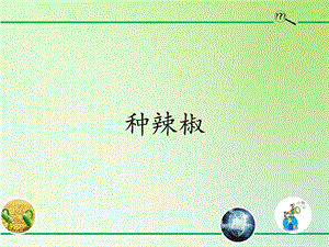 青島版（54制）三年級下冊科學課件13.種辣椒.pptx