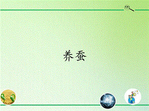 青島版（54制）三年級下冊科學課件17.養蠶.pptx