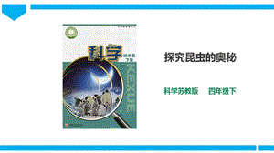 蘇教版四年級下冊科學3.11《探究昆蟲的奧秘》課件（29張PPT）.pptx