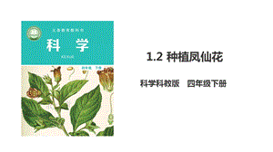 新版教科版四年級下冊科學1.2《種植鳳仙花》課件（34張ppt）.pptx
