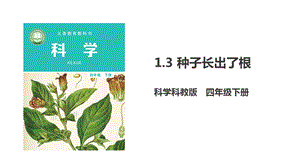 新版教科版四年級下冊科學1.3《種子長出了根》課件（37張）.pptx