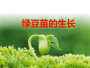 教科版五年級下冊科學(xué)課件1.3綠豆苗的生長.pptx