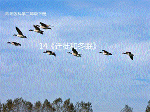 青島版二年級(jí)下冊(cè)科學(xué)青島版二年級(jí)下冊(cè)科學(xué)14.遷徙和冬眠 課件.pptx
