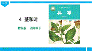 新版教科版四年級下冊科學《莖和葉》課件（47張PPT）.pptx