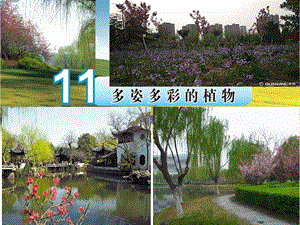 蘇教版一年級下冊科學11《多姿多彩的植物》課件（遼寧市級優課）.pptx