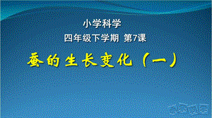人教鄂教版四年級下冊科學7.蠶的生長變化（一）課件.pptx