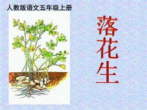 部編版五年級(jí)上冊(cè)語文2《落花生》課件（河北省級(jí)優(yōu)課）.ppt
