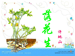 部編版五年級(jí)上冊(cè)語文2《落花生》課件（內(nèi)蒙古省級(jí)優(yōu)課）.pptx