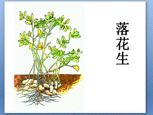 部編版五年級(jí)上冊(cè)語文2《落花生》課件（山西省級(jí)優(yōu)課）.ppt
