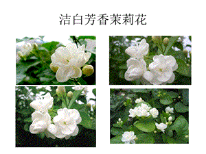 人音版六年級上冊音樂1演唱《茉莉花（江蘇民歌）》課件（河南市級優課）.ppt