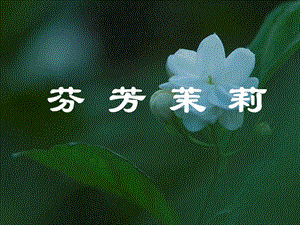 人音版六年級上冊音樂1演唱《茉莉花（江蘇民歌）》課件（重慶部級優課）.ppt