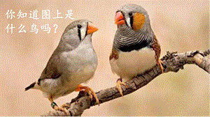 人教部編版五年級(jí)上冊(cè)語(yǔ)文（上課課件）4.珍珠鳥(niǎo).pptx