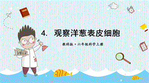 教科版六年級上冊科學第1單元第4課觀察洋蔥表皮細胞課件（ppt教學）.pptx