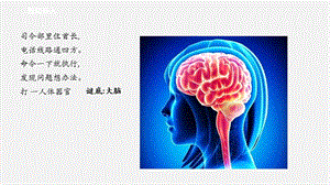 2021新蘇教版五年級上冊科學19我們的大腦 課件.ppt