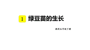 教科版五年級下冊科學1.3 綠豆苗的生長 教學課件.pptx