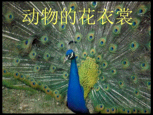 桂美版一年級(jí)上冊(cè)美術(shù)動(dòng)物花衣裳課件.ppt