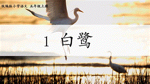 人教部編版五年級上冊1《白鷺》課件（沈老師公開課）.pptx