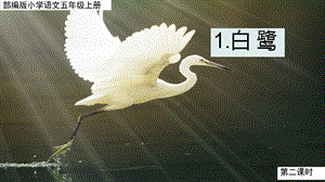 人教部編版五年級上冊1《白鷺》課件（陳老師公開課）.pptx