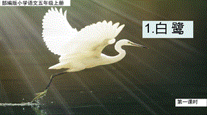 人教部編版五年級上冊1《白鷺》課件（王老師公開課）.pptx