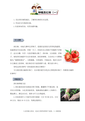 小學勞動與技術四年級-種植西紅柿（一）（教案）.docx