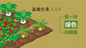 小學勞動與技術二年級-盆栽生菜（二）（課件）.pptx