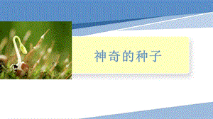 小學勞動與技術一年級-8.神奇的種子（課件）.ppt