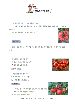 小學勞動與技術四年級-種植西紅柿（二）（教案）.docx