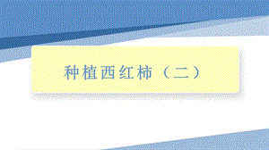 小學勞動與技術四年級-種植西紅柿（二）（課件）.pptx