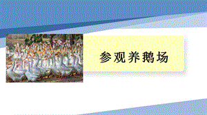 小學勞動與技術一年級-6.參觀養鵝場（課件）.pptx