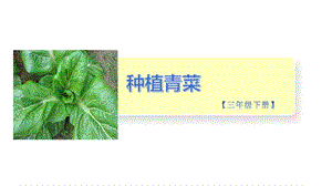 小學勞動與技術三年級-3.種植青菜（一）（課件）.pptx