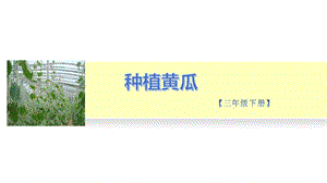 小學勞動與技術三年級-9.種植黃瓜（二）（課件）.pptx