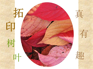 人美版三年級上冊美術拓印樹葉真有趣課件.ppt