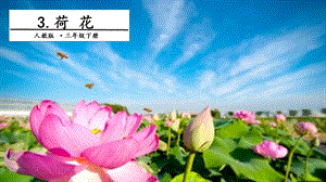 人教部編版三年級下冊語文3 荷花. 第一課時 課件.pptx